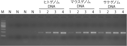 18S rDNAの増幅