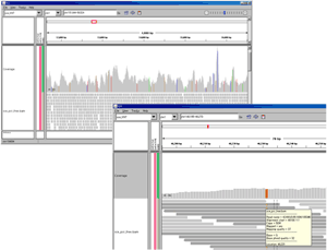 IGV(Integrative Genomic Browser)