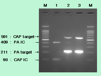 TaKaRa 炭疽菌 PCR Detection Kit