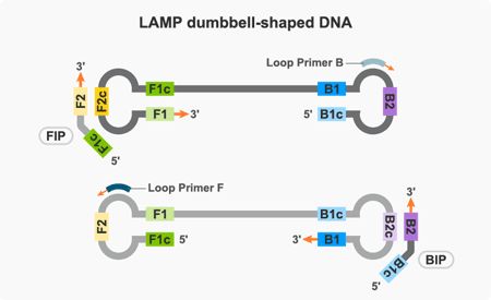 LAMP法の指数関数増幅ステップにおけるダンベル型DNA鋳型と増幅起点