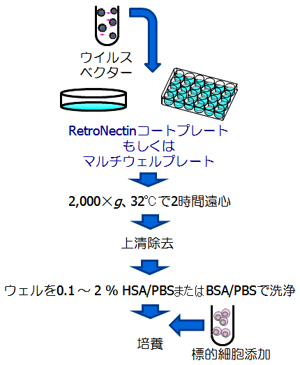 RetroNectin Bound Virus（RBV）-Spin法（遠心感染）