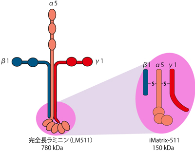 全長ラミニンとiMatrix-511の構造比較