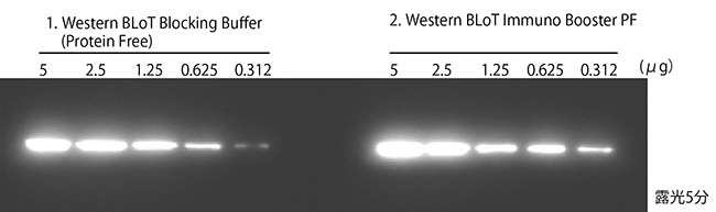 HeLa細胞ライセート中のβ-アクチンの検出