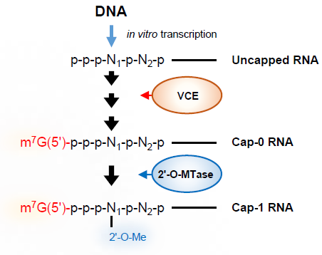 VCEと2’-O-MTaseを用いたRNAの5’-Cap修飾（Cap-0 / Cap-1 RNA調製）