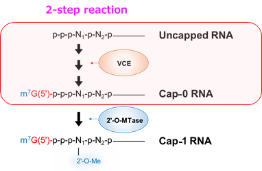 2-step reaction