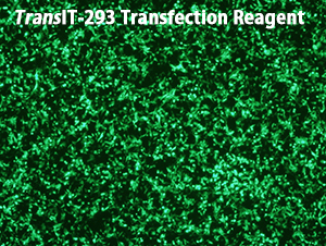 TransIT-293 Transfection Reagent