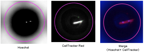 ICELL8 Chip上のナノウェル内でシングルセル化されたマウス成体由来の心筋細胞（約100 μm）
