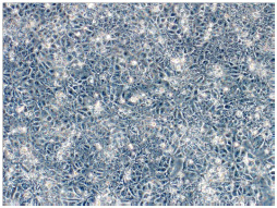 図1. ChiPSC18の細胞像