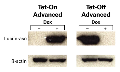 Tet-On Advanced / Tet-Off Advancedシステムによるルシフェラーゼ遺伝子の発現調節をウェスタンブロッティングで検証
