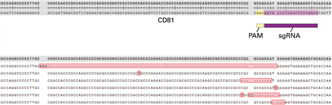 CRISPR/Cas9によるゲノム編集後のCD81遺伝子の挿入、欠失配列の確認