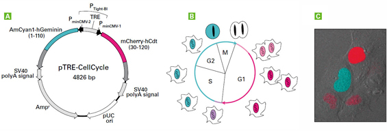 細胞周期モニタリングベクター（Fucci）｜クロンテック製品情報