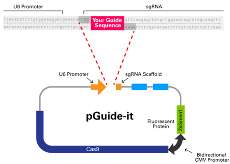 pGuide-itプラスミドベクターの構造