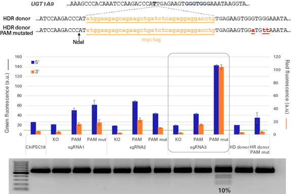 PAM配列の変異によるゲノム編集効率の向上