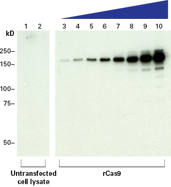 ウエスタンブロッティングによるGuide-it Cas9 Polyclonal Antibodyの検出感度
