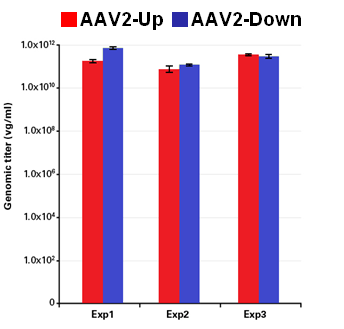 HEK293T細胞において生成した2つのAAV2ベクターの力価測定