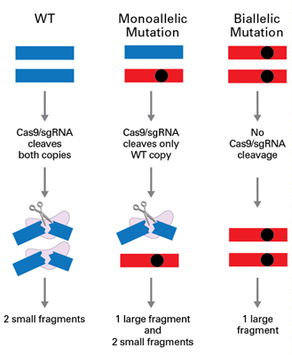 in vitro Cas9/sgRNA 切断によるジェノタイプの判定