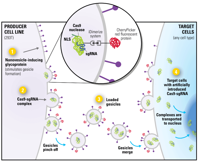 Cas9/sgRNA Gesicleの作製と目的細胞への導入