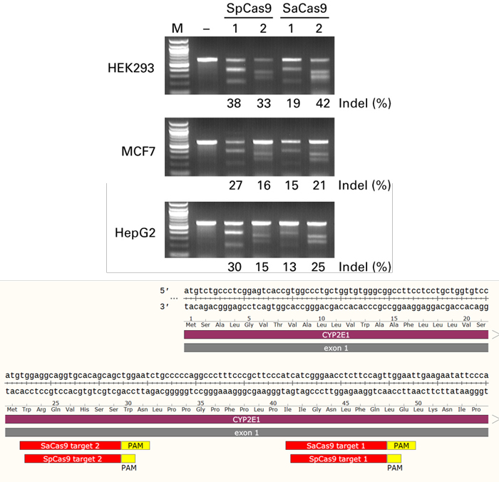 AAVを用いたSaCas9とSpCas9のゲノム編集効率の比較