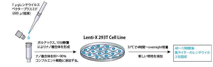 Lenti-X SARS-CoV-2 Packaging Single Shotsのワークフロー