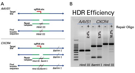 AAVS1およびCXCR4遺伝子の相同組換え（HDR）効率