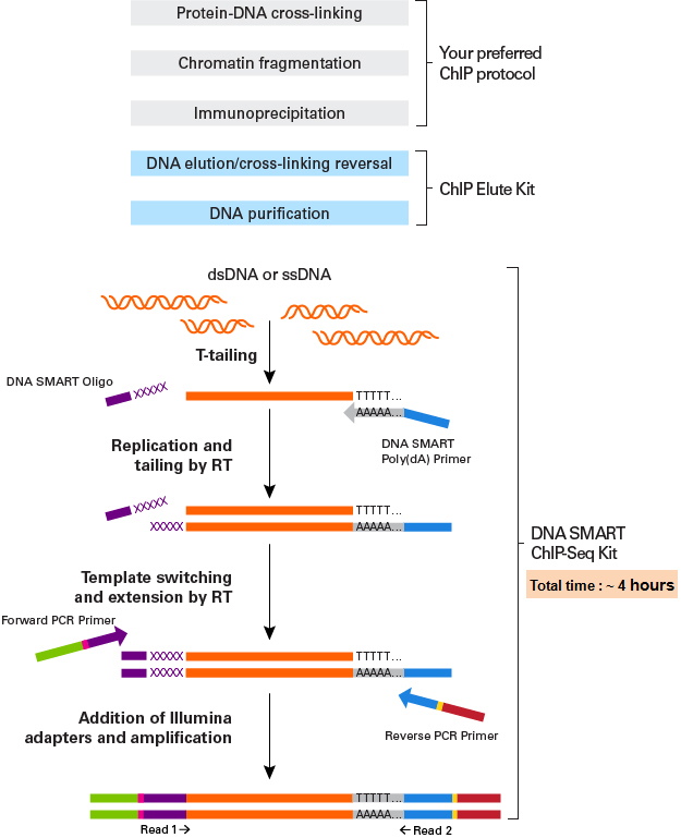 DNA SMART ChIP-Seq Kitの実験フローチャート