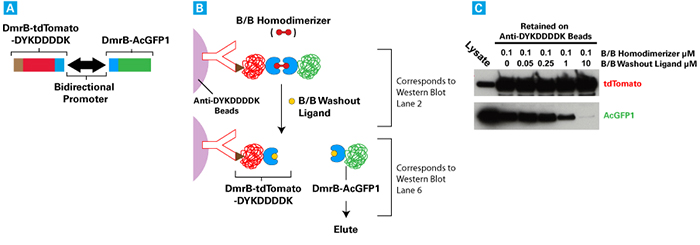 B/B Washout Ligandによるタンパク質相互作用の遊離