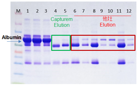 Capturem Protein Aは他社Protein A resinより高純度の抗体精製が可能