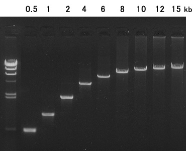 PrimeSTAR GXLで増幅した精製済PCR産物（50 ng）