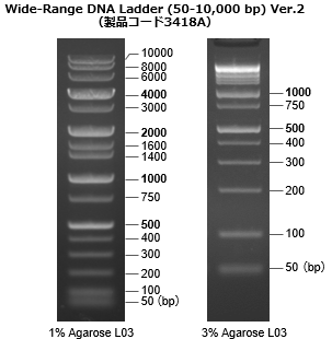 Wide-Range DNA Ladder (50-10,000 bp) Ver.2（製品コード3418A）