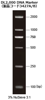 DL2,000 DNA Marker（製品コード 3427A/B）