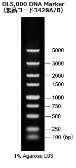 DL5,000 DNA Marker（製品コード 3428A/B）