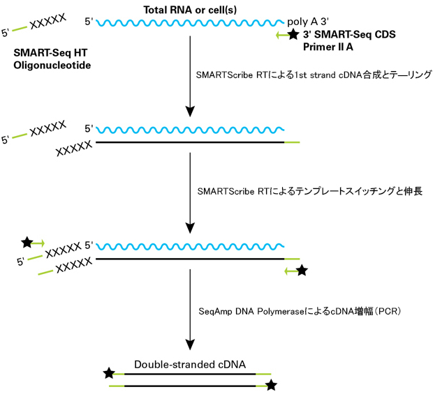 SMART-Seq HT Kitのフローチャート