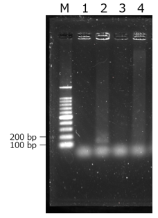 他PCR酵素（EmeraldAmp MAX PCR Master Mix）によるPCR