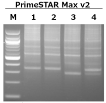 他PCR酵素（PrimeSTAR Max DNA Polymerase Ver.2）によるPCR