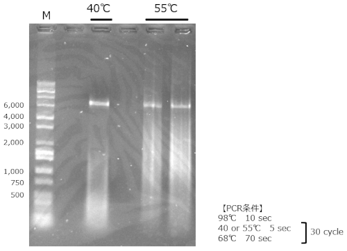 電気泳動の結果