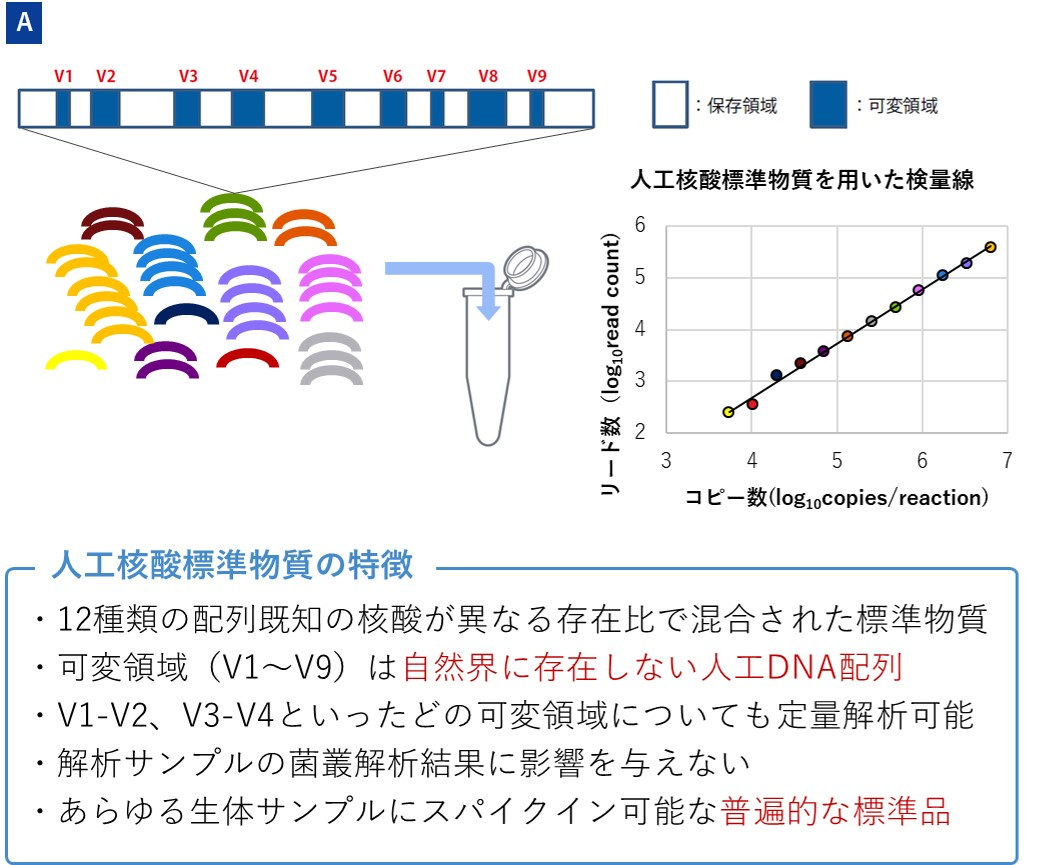 12種類の16S rRNA配列を異なるコピー数で混合