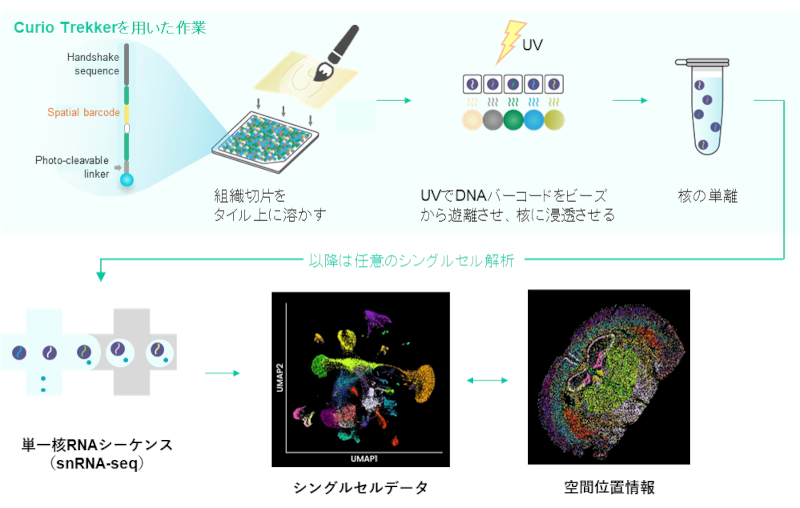 Curio Trekkerを用いたワークフロー