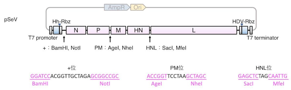 pSeVのベクターマップおよびクローニングサイト