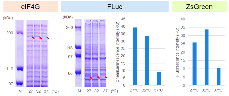 異なる反応温度におけるタンパク質の発現