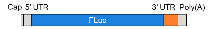 異なる3’ UTR配列を持つFLuc mRNAの準備