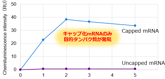 5’-Cap依存的翻訳と経時的発現量