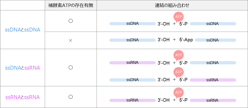 本酵素で連結可能な核酸の組み合わせ