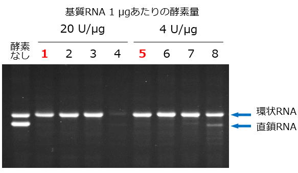 RNase Rの直鎖状RNA分解能（他社比較）