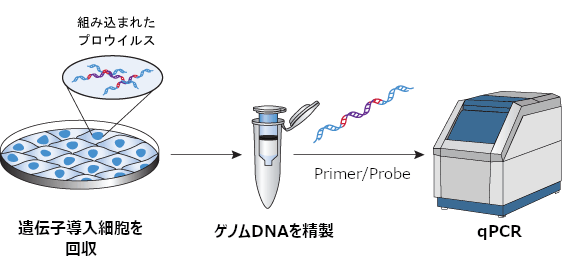 LVpro Provirus qPCR Quantitation Kitの操作の流れ