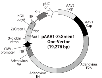 pAAV1-ZsGreen1 One-Vectorベクターマップ