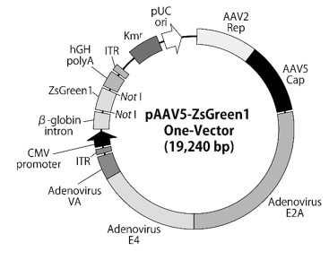 pAAV5-ZsGreen1 One-Vectorベクターマップ