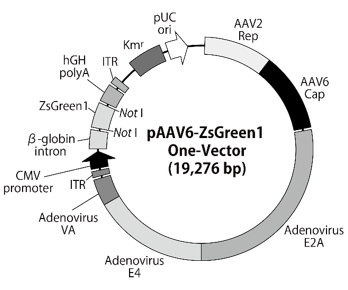 pAAV6-ZsGreen1 One-Vectorベクターマップ