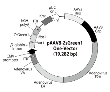 pAAV8-ZsGreen1 One-Vectorベクターマップ