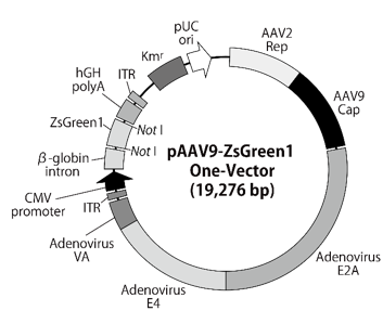 pAAV9-ZsGreen1 One-Vectorベクターマップ