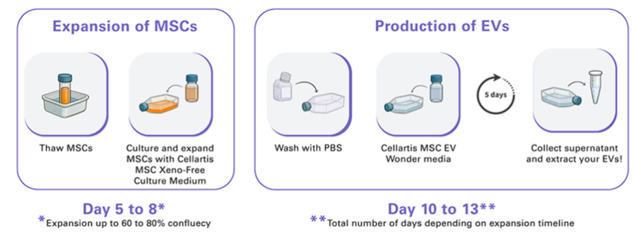 効率的なMSC由来EV生産のためのワークフロー